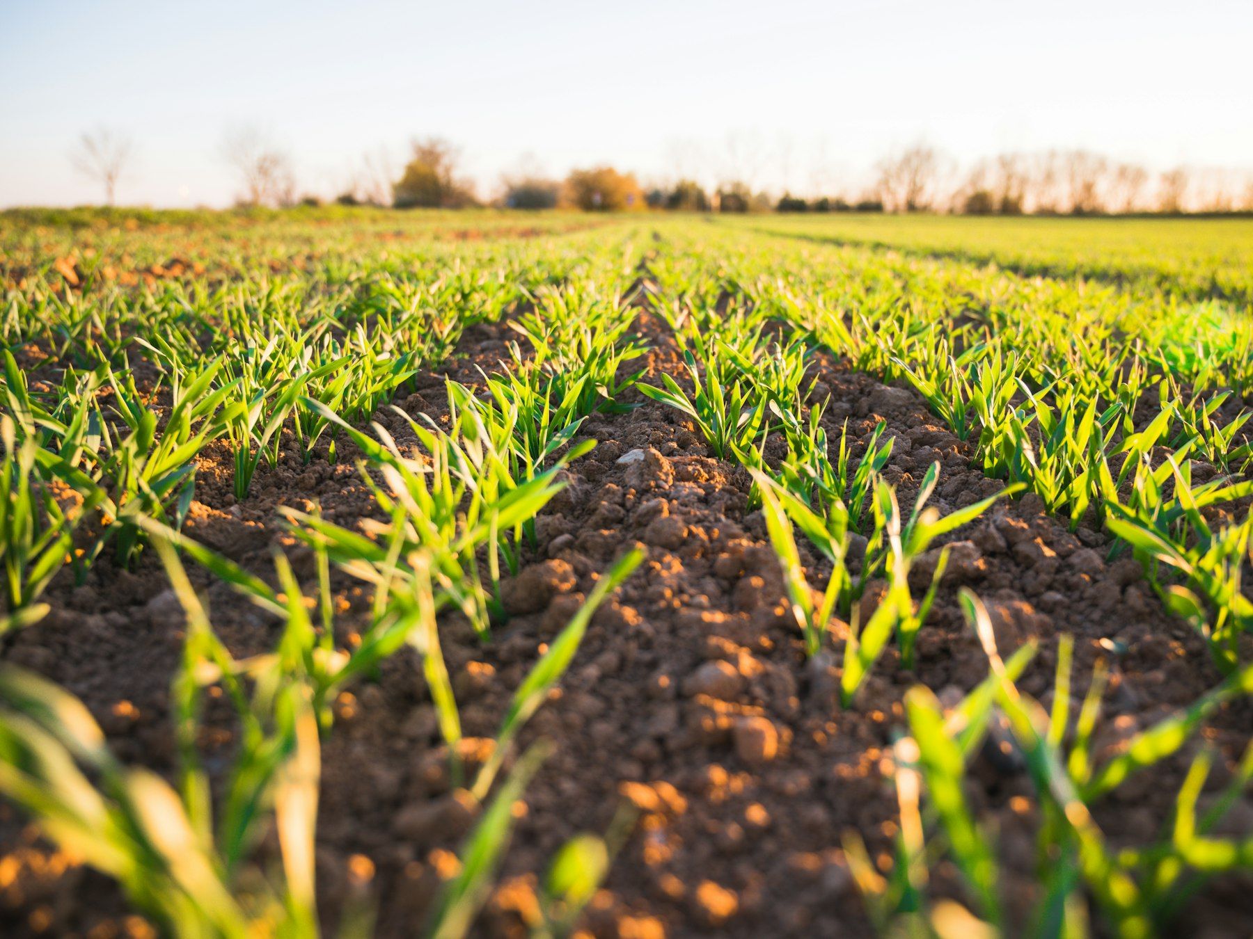 Jeunes plants alignés dans une parcelle cultivée