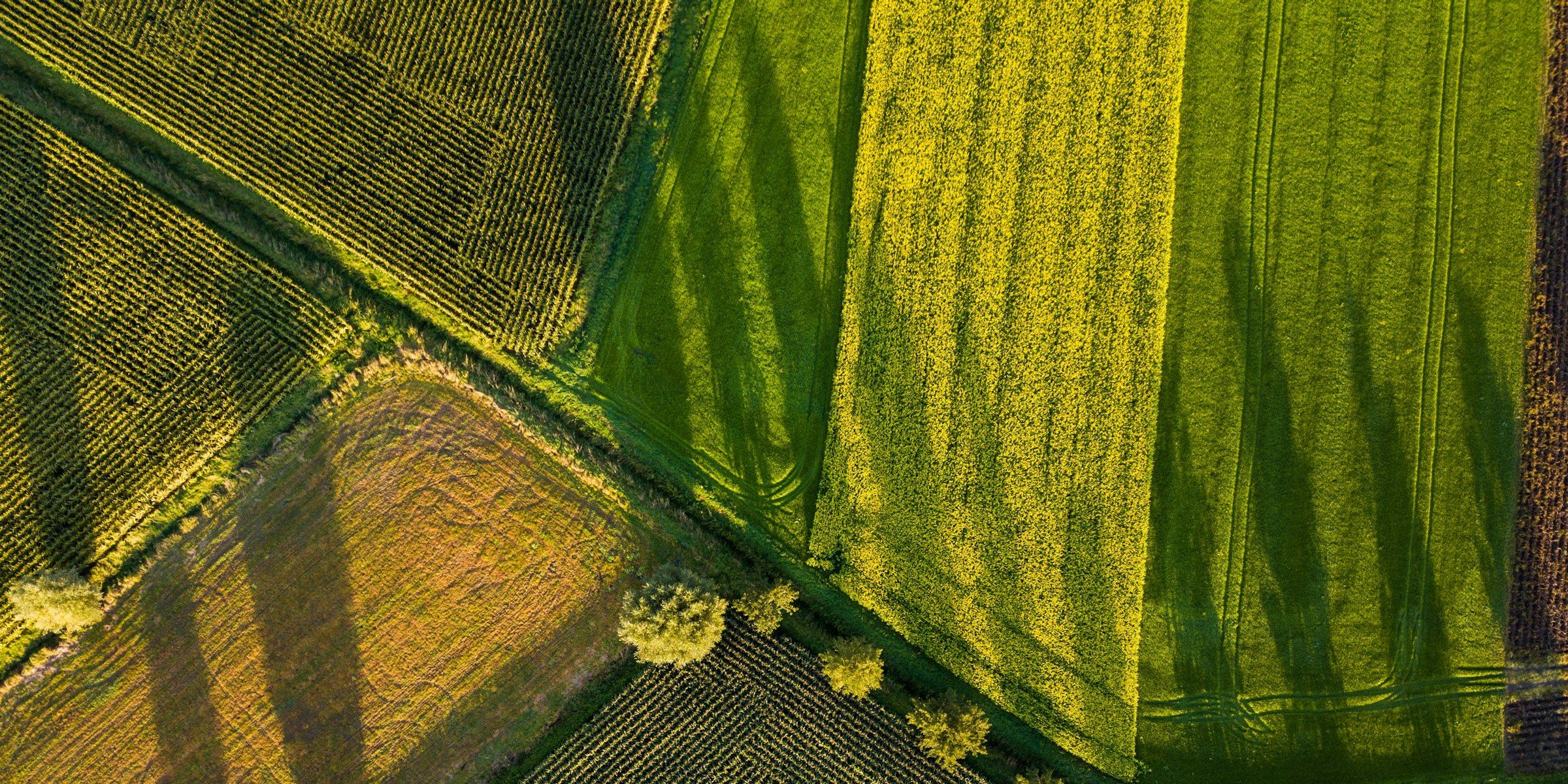 Vue aérienne de parcelles agricoles aux tracés réguliers
