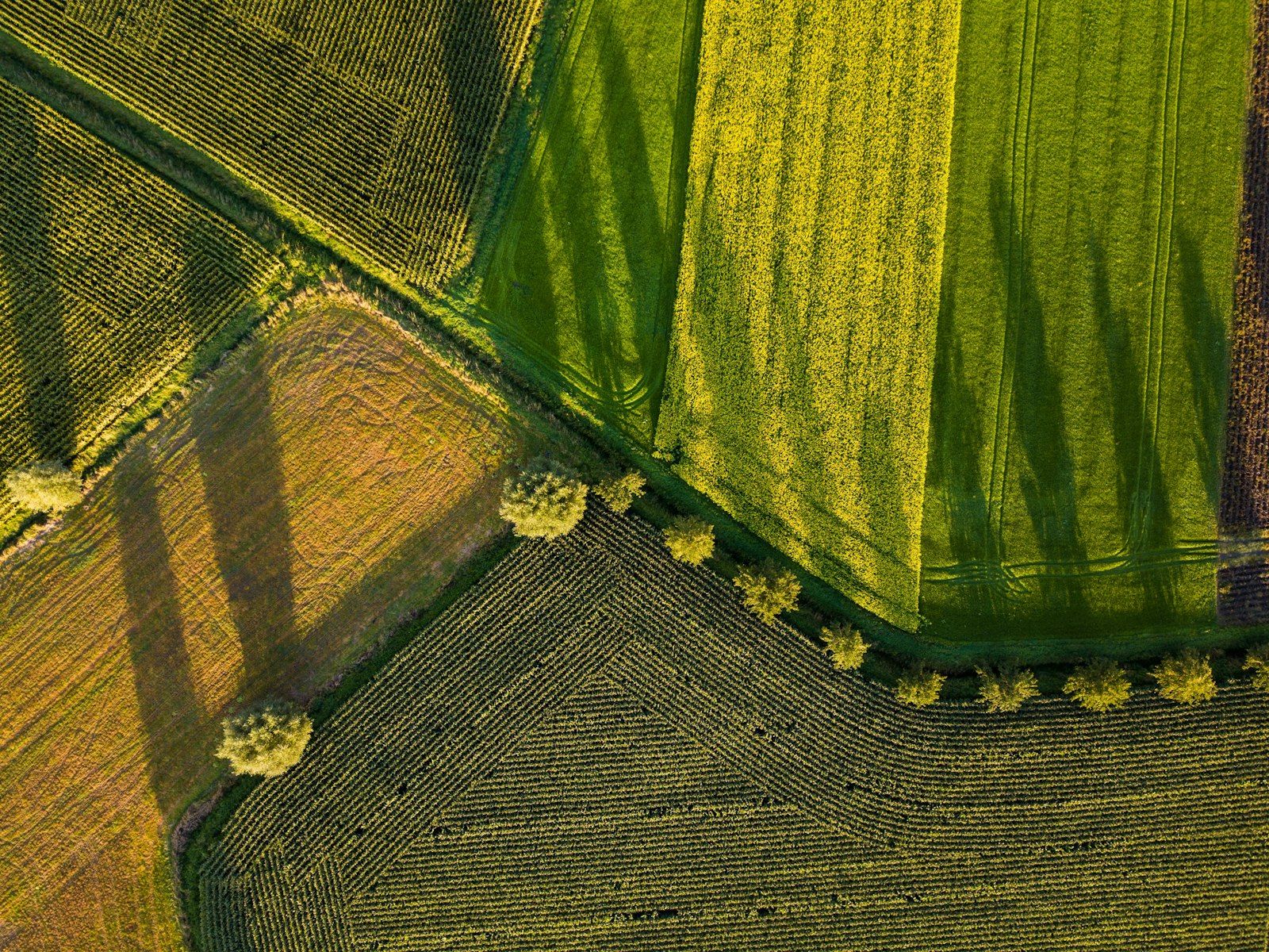 Vue aérienne de parcelles agricoles structurées
