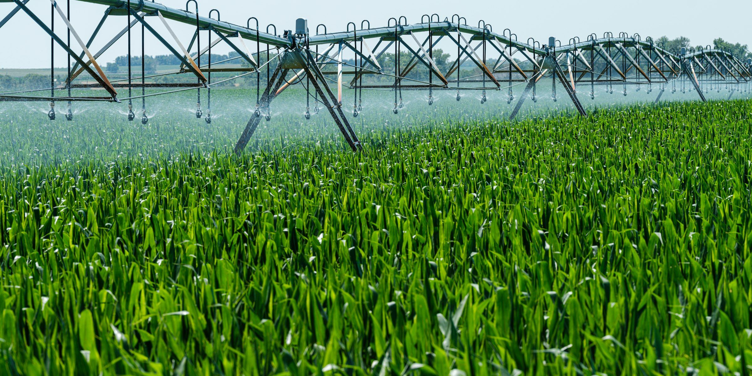 Rampe d’irrigation arrosant une parcelle cultivée